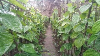 মনোহরদীতে পান চাষে ঘুরেছে ভাগ্যের চাকা