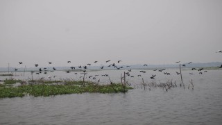 পর্যটনের অপার সম্ভাবনা শিবপুরের ঐতিহ্যবাহি চিনাদী বিল