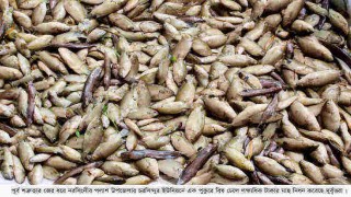 পলাশে পুকুরে বিষ ঢেলে তিন লক্ষাধিক টাকার মাছ নিধন! পলাশে পুকুরে বিষ ঢেলে তিন লক্ষাধিক টাকার মাছ নিধন!