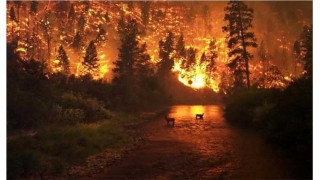 পুড়ছে ‘পৃথিবীর ফুসফুস’ আমাজন বনভূমি