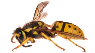 পলাশে ভিমরুলের কামড়ে দিনমজুরের মৃত্যু পলাশে ভিমরুলের কামড়ে দিনমজুরের মৃত্যু