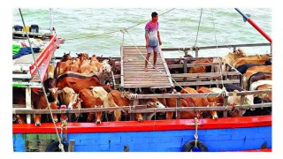 সমুদ্রপথে মিয়ানমার থেকে আনা হচ্ছে গরু মহিষ সমুদ্রপথে মিয়ানমার থেকে আনা হচ্ছে গরু মহিষ