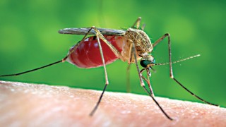 পুরুষ এডিস মশাকে বন্ধ্যা করে ডেঙ্গু রোধ করা সম্ভব পুরুষ এডিস মশাকে বন্ধ্যা করে ডেঙ্গু রোধ করা সম্ভব