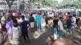 নরসিংদী জেলায় ৭৩ অস্থায়ী পশুর হাট: এখনো জমেনি বেচাকেনা