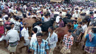 কোরবানীর ঈদে বাড়তি ঝামেলা এড়াতে যা জেনে রাখা প্রয়োজন