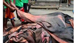 ন্যায্যমূল্য নিশ্চিত করতে কাঁচা চামড়া রপ্তানির সিদ্ধান্ত