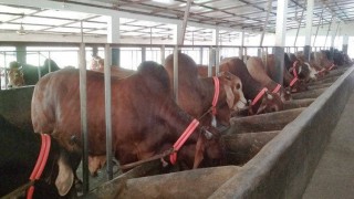 নরসিংদীতে কোরবানির পশু পরিচর্যায় ব্যস্ত খামারিরা