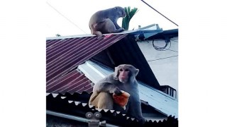 ঘোড়াশাল বাজারে ক্ষুধার তাড়নায় বেড়েছে ২ বানরের অত্যচার ঘোড়াশাল বাজারে ক্ষুধার তাড়নায় বেড়েছে ২ বানরের অত্যচার