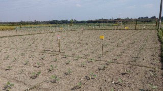 বেলাবতে বিষমুক্ত নিরাপদ সবজি উৎপাদনে পাইলট প্রকল্প