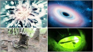 ২০১৯ সালে বিজ্ঞানীদের অদ্ভুত গবেষণা