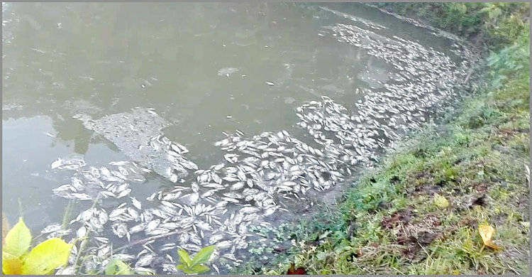 আমদিয়ায় পুকুরে বিষ দিয়ে ৪ লক্ষ টাকার মাছ নিধন আমদিয়ায় পুকুরে বিষ দিয়ে ৪ লক্ষ টাকার মাছ নিধন