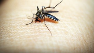 মশার রক্ত লেগে থাকলে কি নামায হয় না?