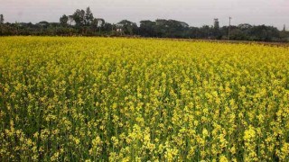 পলাশে সরিষার আশাব্যঞ্জক ফলনে খুশি কৃষকরা