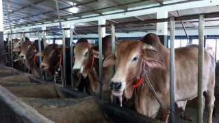 গবাদিপশু উৎপাদনে নীরব বিপ্লব: দেশীয় পশুতেই মিটবে কোরবানির চাহিদা