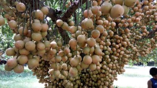 নরসিংদীতে লটকনের মৌসুম: প্রায় ১৬৬ কোটি টাকা বিক্রির লক্ষ্যমাত্রা