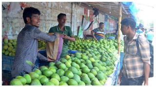 জমতে শুরু করেছে রাজশাহীর আমের বাজার জমতে শুরু করেছে রাজশাহীর আমের বাজার