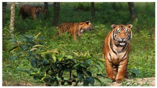 তিন বছরে ৮টি বেড়ে সুন্দরবনে বাঘের সংখ্যা ১১৪ তিন বছরে ৮টি বেড়ে সুন্দরবনে বাঘের সংখ্যা ১১৪