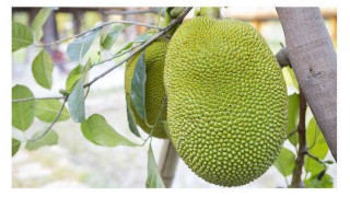 জেনে নিন কাঁঠালের যতো স্বাস্থ্য গুণ