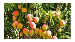 যখন যে আম খাবেন যখন যে আম খাবেন