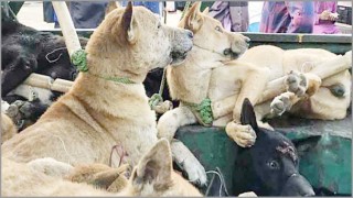 বাংলাদেশের কুকুর পাচার হচ্ছে ভারতে! বাংলাদেশের কুকুর পাচার হচ্ছে ভারতে!