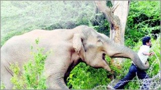 বন্য হাতির আক্রমণে বোয়ালখালীতে ৩ জনের মৃত্যু বন্য হাতির আক্রমণে বোয়ালখালীতে ৩ জনের মৃত্যু