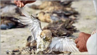 রাজস্থানে ১০ হাজারেরও বেশি পাখির মৃত্যু!