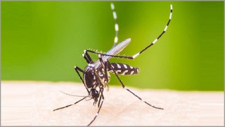 ২৪ ঘণ্টায় আবারও ডেঙ্গু আক্রান্ত ৯২ জন ২৪ ঘণ্টায় আবারও ডেঙ্গু আক্রান্ত ৯২ জন