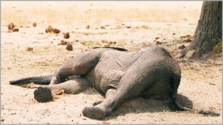 তীব্র খরায় জিম্বাবুয়েতে দুইশ’ হাতির মৃত্যু