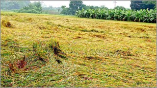 বুলবুল: কৃষকদের ক্ষতি পোষাতে বরাদ্দ ৮০ কোটি টাকা বুলবুল: কৃষকদের ক্ষতি পোষাতে বরাদ্দ ৮০ কোটি টাকা