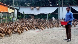 পলাশে হাঁসের খামারে ঘুরছে যুবকের ভাগ্যের চাকা