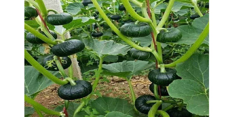 মনোহরদীতে শীতকালীন সবজি চাষে ব্যস্ততা কৃষকদের মনোহরদীতে শীতকালীন সবজি চাষে ব্যস্ততা কৃষকদের