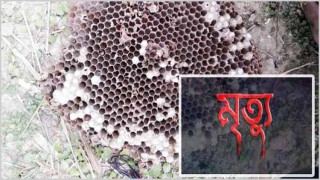 ভীমরুলের কামড়ে দুই শিশুর মৃত্যু