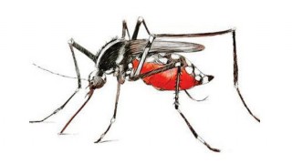 সরকারি হিসাবে ডেঙ্গুতে মৃত্যুর সংখ্যা ৯৩