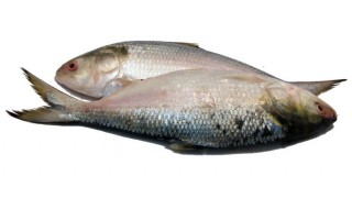 আজ থেকে টানা ২২ দিন বন্ধ ইলিশ ধরা