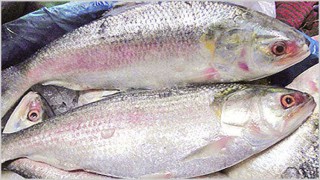 নিষেধাজ্ঞা অমান্য করে ইলিশ শিকার; ১৬৮ জনকে বিভিন্ন মেয়াদে কারাদণ্ড নিষেধাজ্ঞা অমান্য করে ইলিশ শিকার; ১৬৮ জনকে বিভিন্ন মেয়াদে কারাদণ্ড