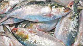 মধ্যরাতে উঠছে ইলিশ ধরায় নিষেধাজ্ঞা মধ্যরাতে উঠছে ইলিশ ধরায় নিষেধাজ্ঞা