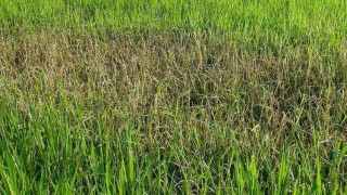 পলাশে রোপা আমন ক্ষেতে পোকার আক্রমণ, উদ্বিগ্ন কৃষকরা পলাশে রোপা আমন ক্ষেতে পোকার আক্রমণ, উদ্বিগ্ন কৃষকরা