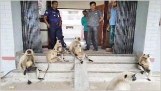 আহত ছানাকে নিয়ে থানায় হনুমানের দল! আহত ছানাকে নিয়ে থানায় হনুমানের দল!