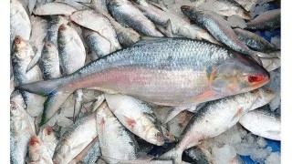 ভোলায় নদীতে ধরা পড়ছে ঝাঁকে ঝাঁকে ইলিশ ভোলায় নদীতে ধরা পড়ছে ঝাঁকে ঝাঁকে ইলিশ