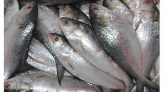 ভরা মৌসুমেও কমছে না ইলিশের দাম, ক্ষুব্ধ ক্রেতারা