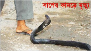 বিষাক্ত সাপের কামড়ে ২ জনের মৃত্যু বিষাক্ত সাপের কামড়ে ২ জনের মৃত্যু