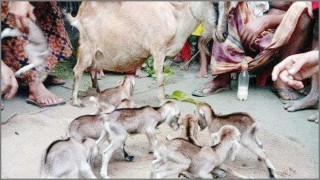 একসাথে ছাগলের ৮ বাচ্চা প্রসব