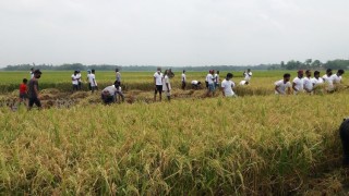 শিবপুরে কৃষকের ধান কেটে দিল ছাত্রলীগ