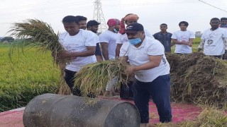 নরসিংদীতে ধান কেটে কৃষকের বাড়ি পৌঁছে দিলো মেয়র ও ছাত্রলীগ