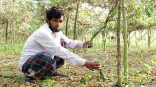পলাশে রাতের আধাঁরে সবজি বাগান কেটে ফেললো দুর্বৃত্তরা