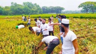 পলাশে প্রান্তিক কৃষকদের ধান কেটে দিলো ছাত্রলীগ পলাশে প্রান্তিক কৃষকদের ধান কেটে দিলো ছাত্রলীগ