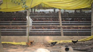 বেলাবতে লেয়ার মুরগীর খামারের  দুর্গন্ধে বাড়ি ছাড়া এক পরিবার