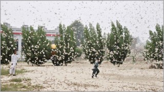 পঙ্গপালের আক্রমণ: পাকিস্তানে জরুরি অবস্থা জারি