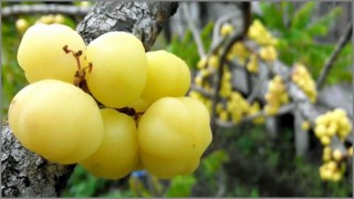 ঔষুধিগুণে ভরপুর দেশি ফল অড়বড়ই...