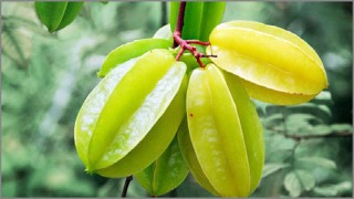 কামরাঙ্গার উপকারিতা ও ঔষধি গুনাগুন কামরাঙ্গার উপকারিতা ও ঔষধি গুনাগুন